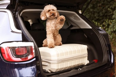 Photo of Cute Toy Poodle dog and suitcase in car trunk