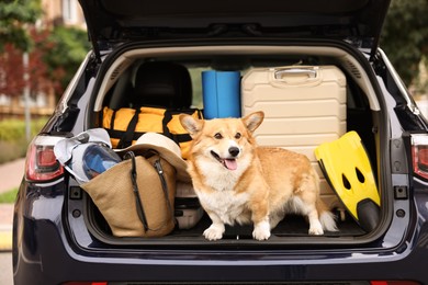 Pembroke Welsh Corgi with suitcase and other stuff in car trunk