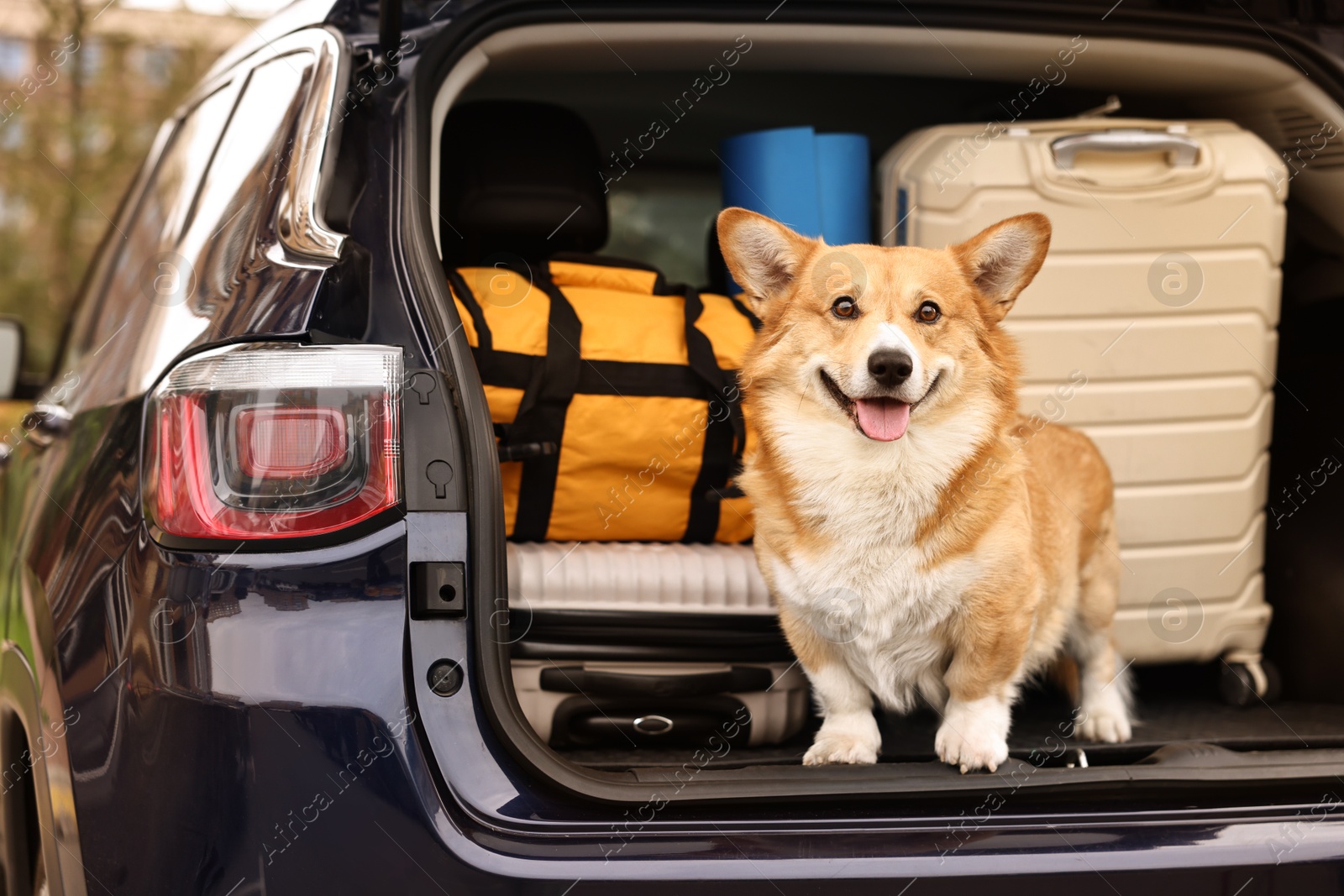 Photo of Pembroke Welsh Corgi with suitcases and other stuff in car trunk