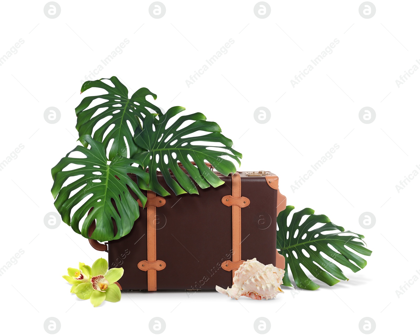 Image of Leather travel suitcase, seashell, tropical leaves and flowers on white background