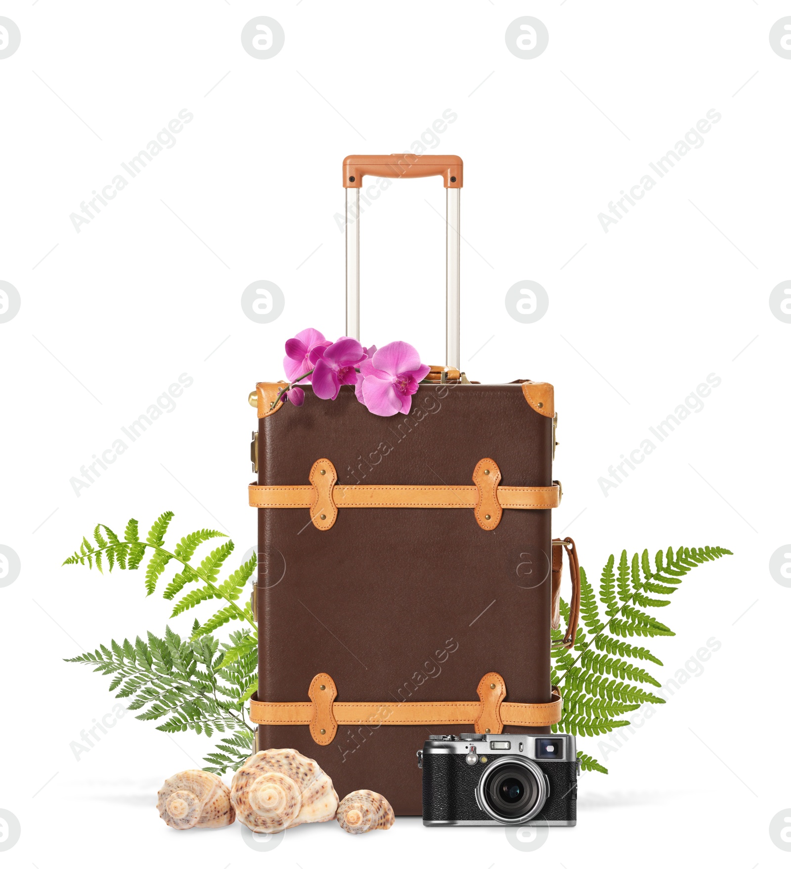 Image of Brown travel suitcase, seashells, camera, tropical leaves and flowers on white background