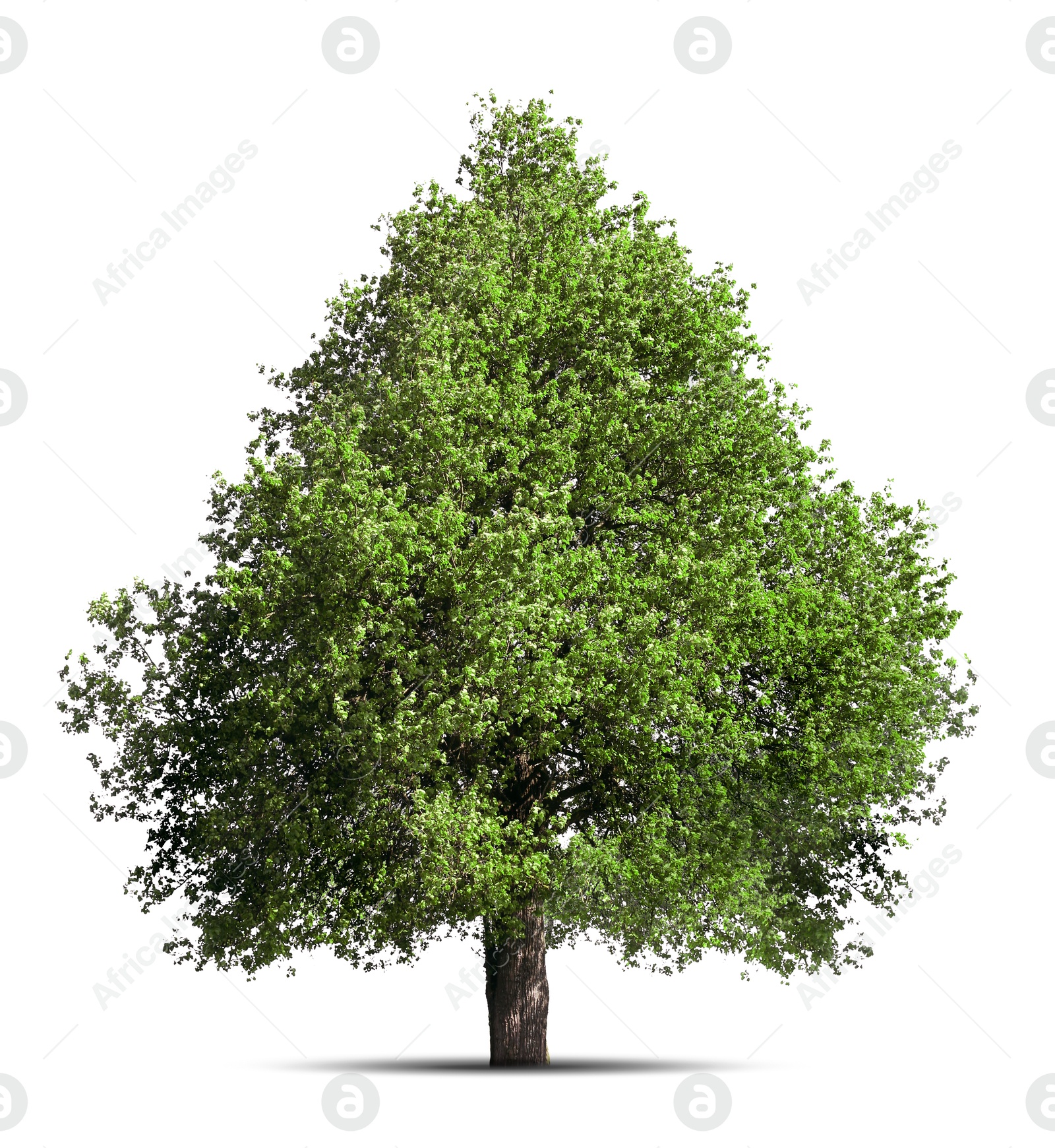 Image of One tree with green leaves isolated on white