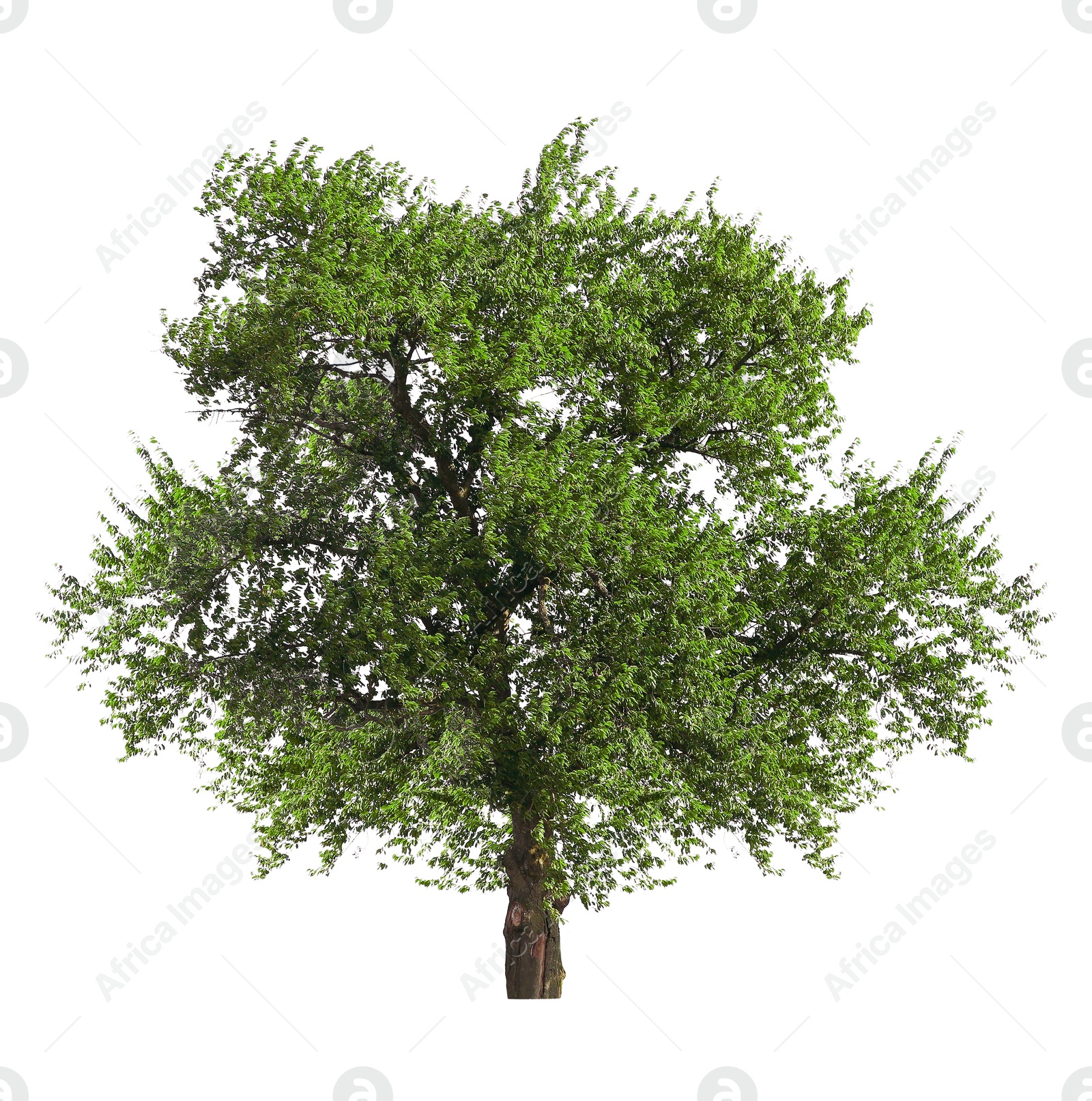 Image of One tree with green leaves isolated on white