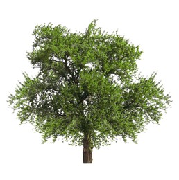 Image of One tree with green leaves isolated on white