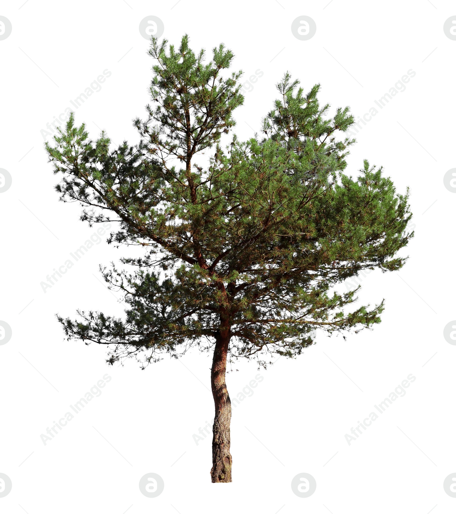 Image of One coniferous tree with isolated on white