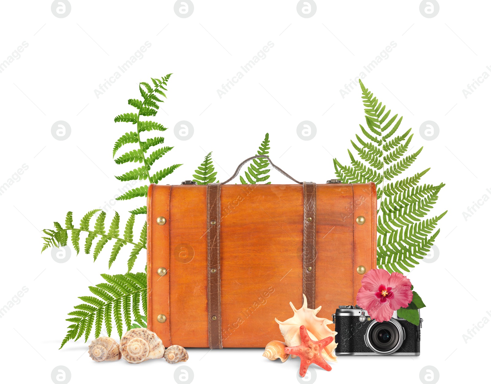 Image of Brown travel suitcase, camera, seashells, sea star, tropical leaves and flower on white background