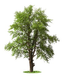 Image of One tree with green leaves isolated on white