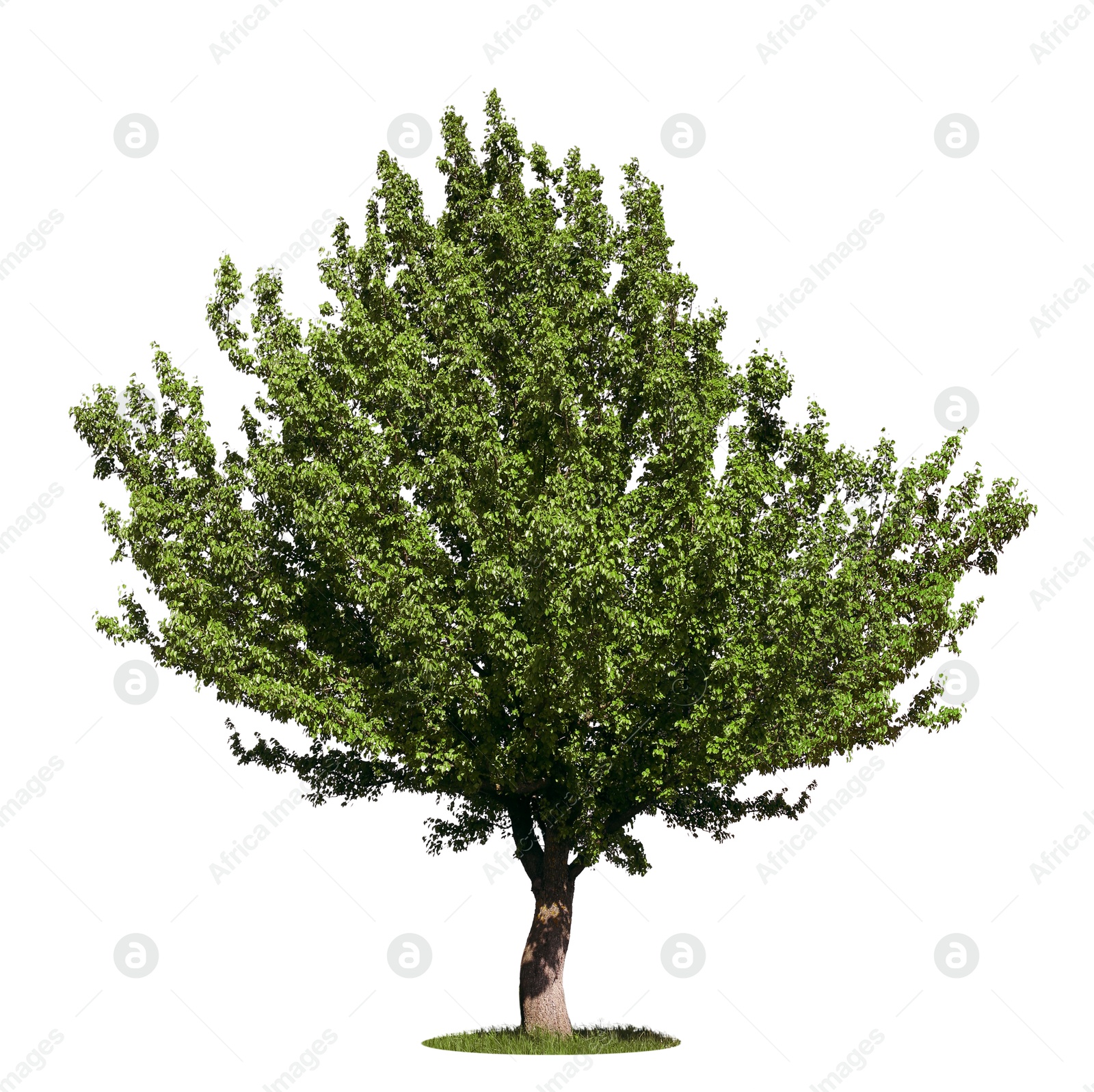 Image of One tree with green leaves isolated on white