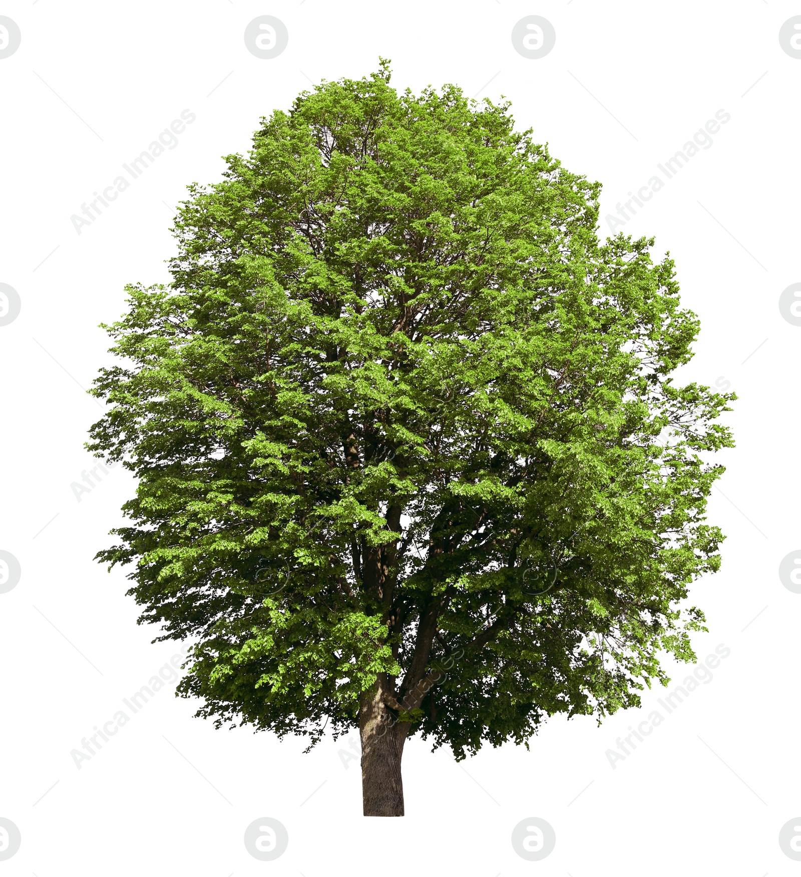 Image of One tree with green leaves isolated on white