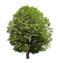 Image of One tree with green leaves isolated on white