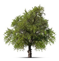 Image of One tree with green leaves isolated on white