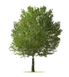 Image of One tree with green leaves isolated on white