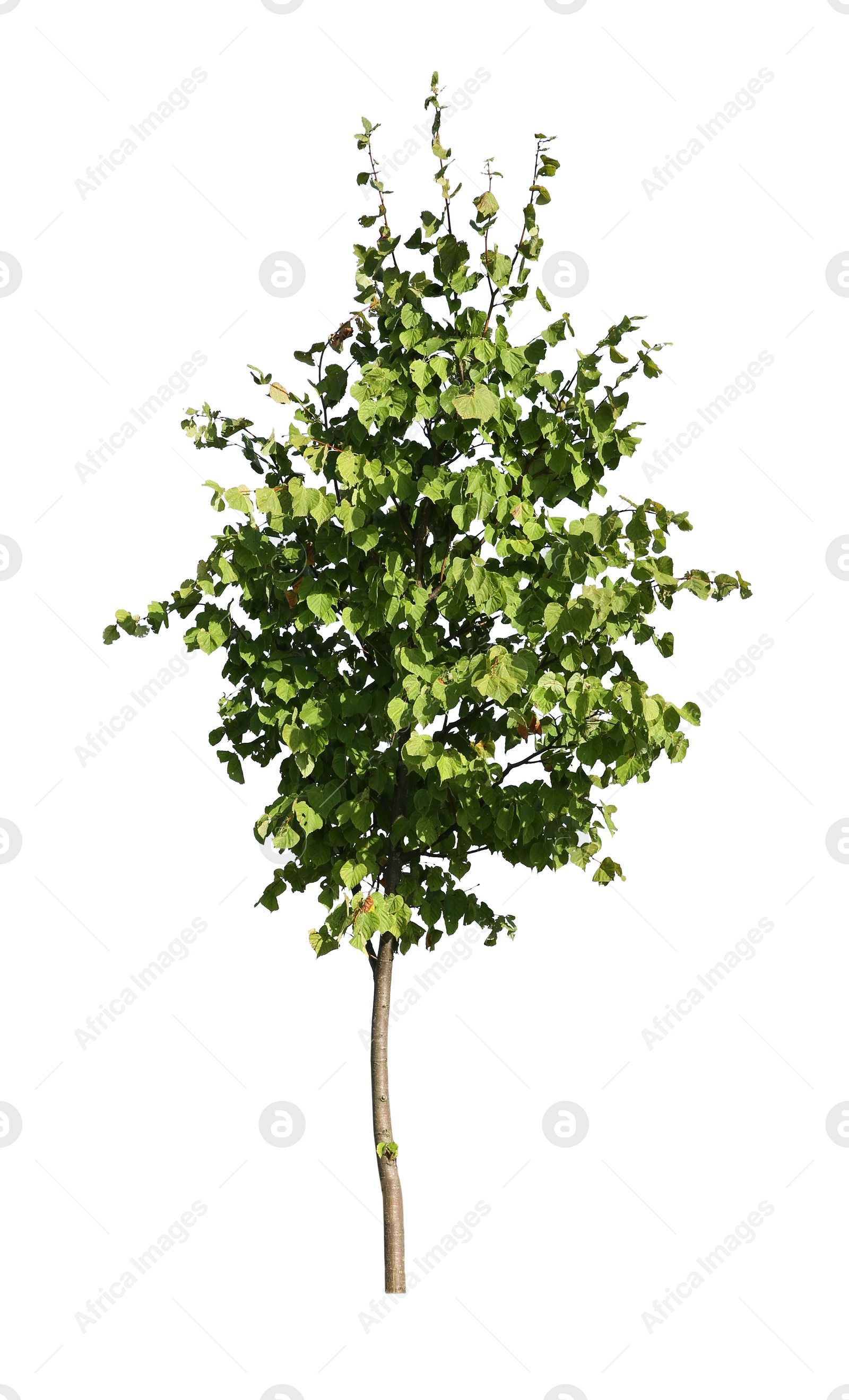 Image of One tree with green leaves isolated on white