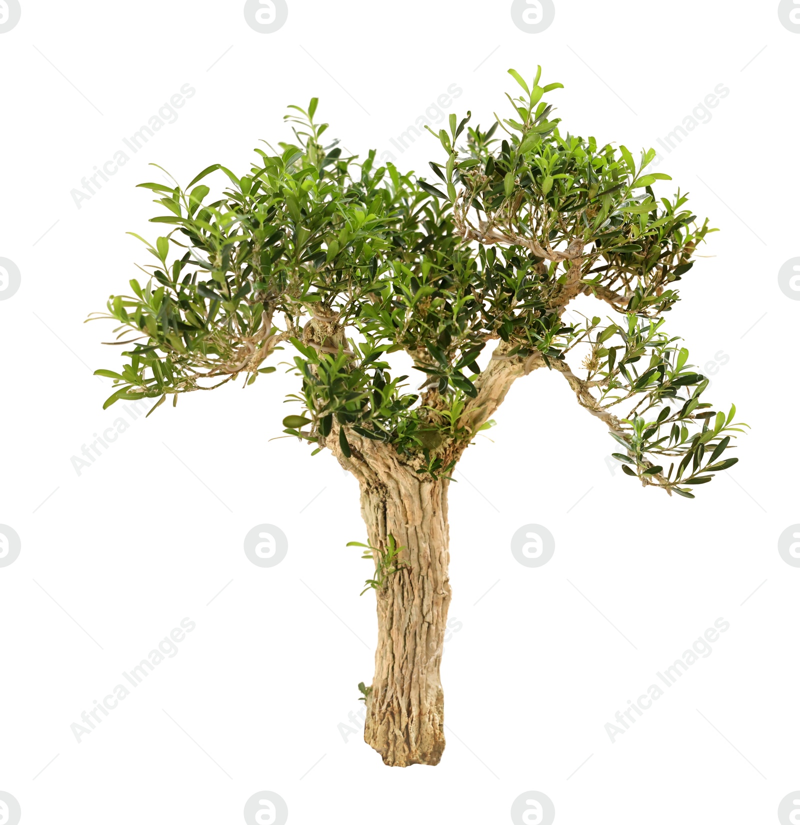 Image of One tree with green leaves isolated on white