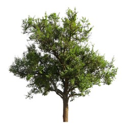 Image of One tree with green leaves isolated on white