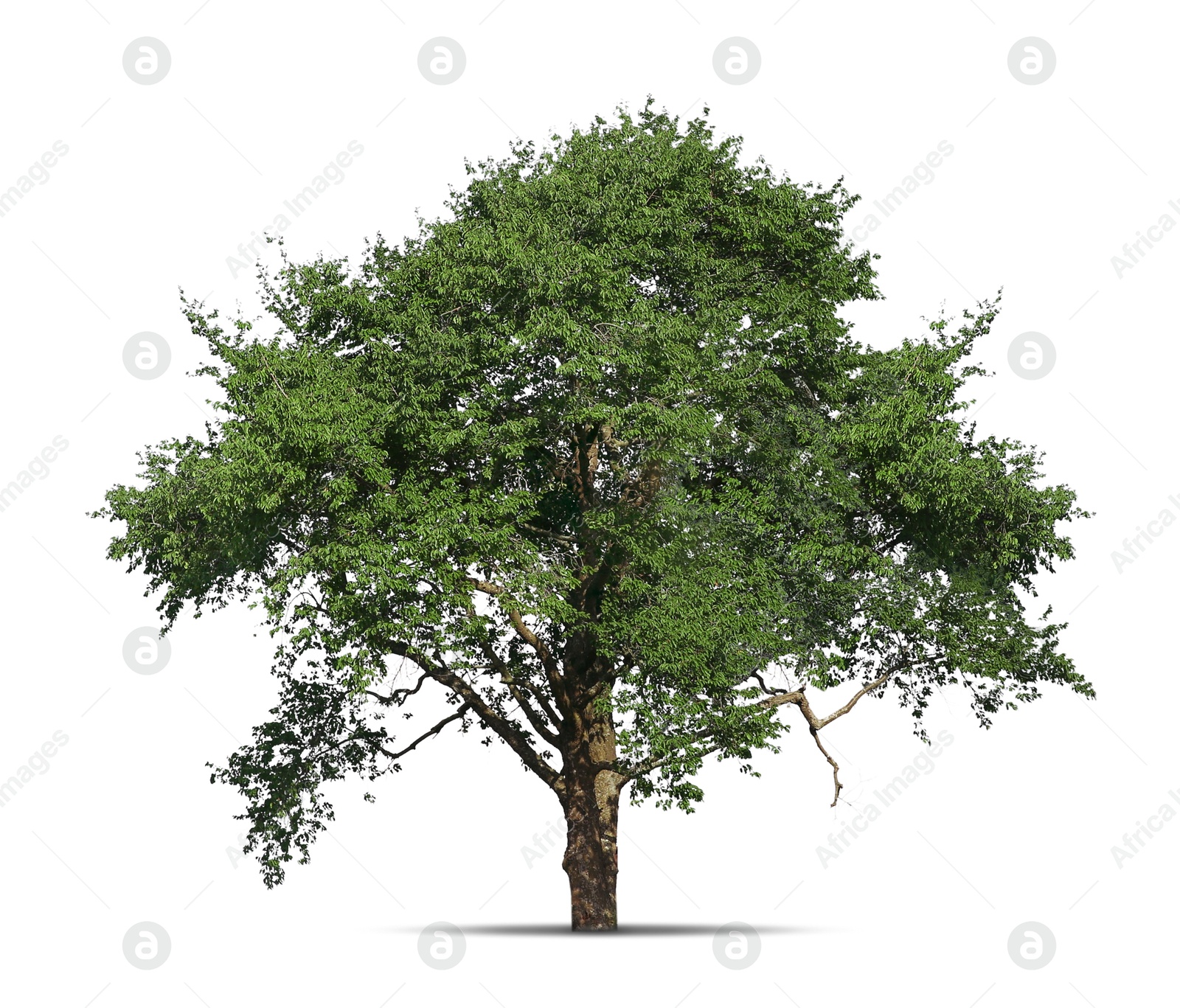 Image of One tree with green leaves isolated on white