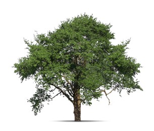 Image of One tree with green leaves isolated on white