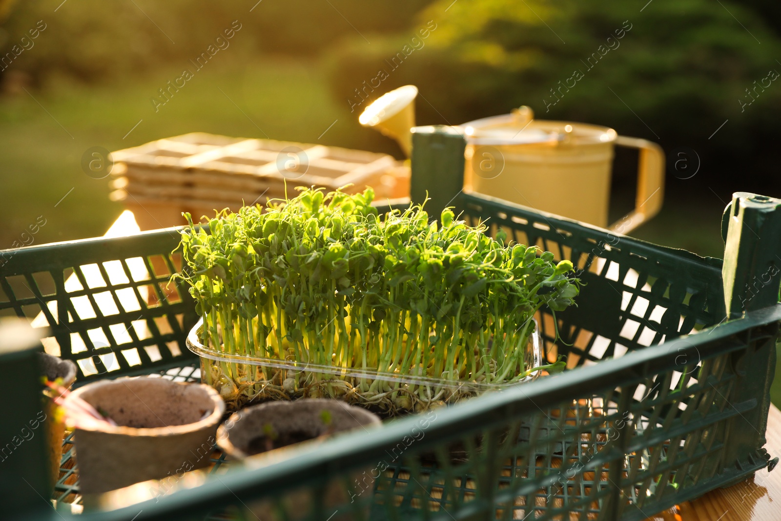 Photo of Different potted seedlings on wooden table outdoors