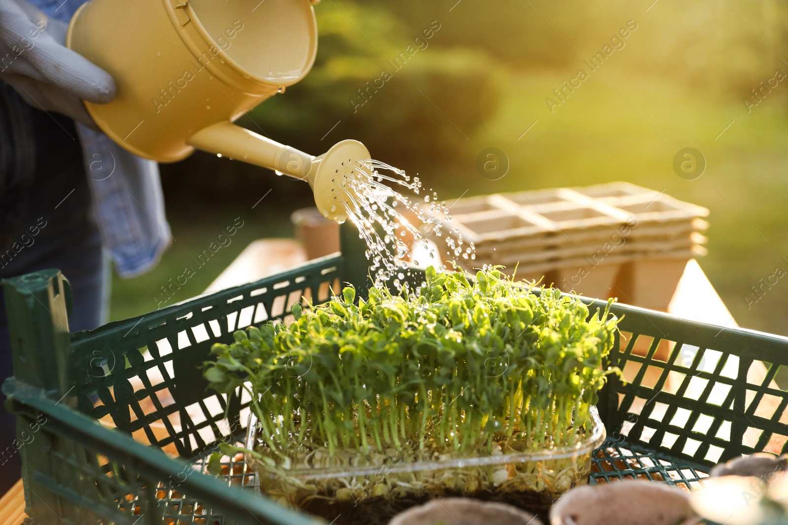 Photo of Woman watering young seedlings with can at table outdoors, closeup