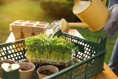 Photo of Woman watering young seedlings with can at table outdoors, closeup