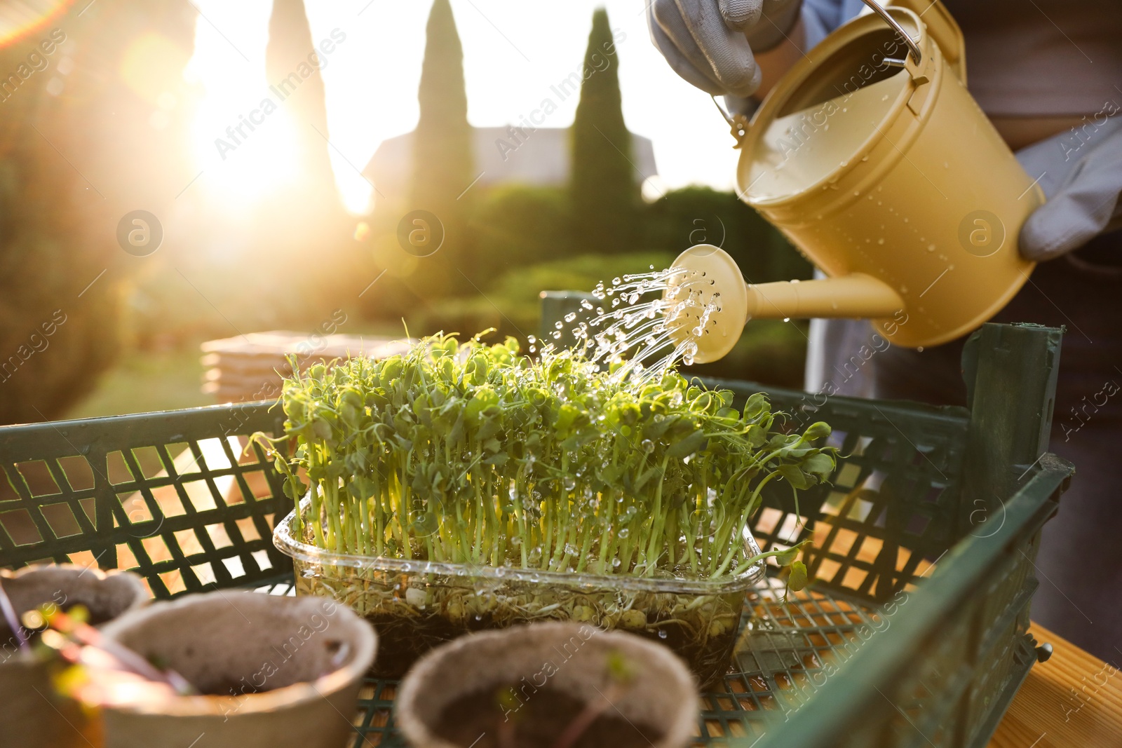 Photo of Woman watering young seedlings with can at table outdoors, closeup