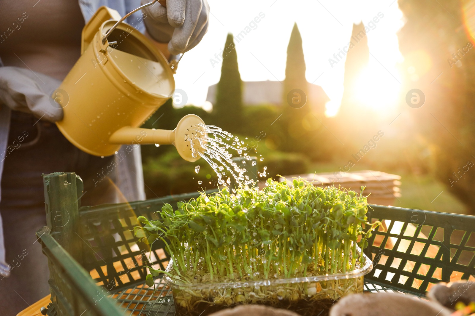 Photo of Woman watering young seedlings with can at table outdoors, closeup