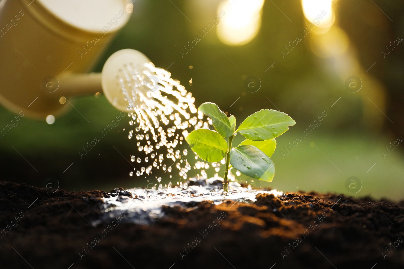 Photo of Watering young seedling with can outdoors, closeup