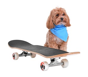 Photo of Cute Maltipoo dog with bandana and skateboard against white background