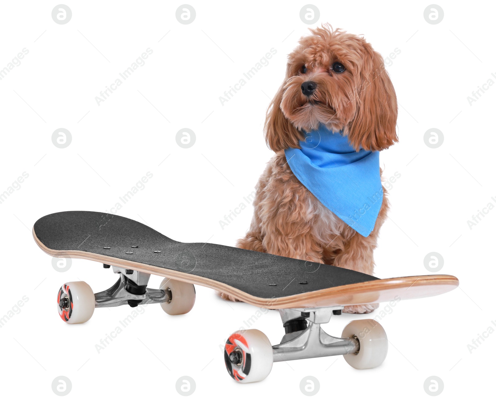 Photo of Cute Maltipoo dog with bandana and skateboard against white background