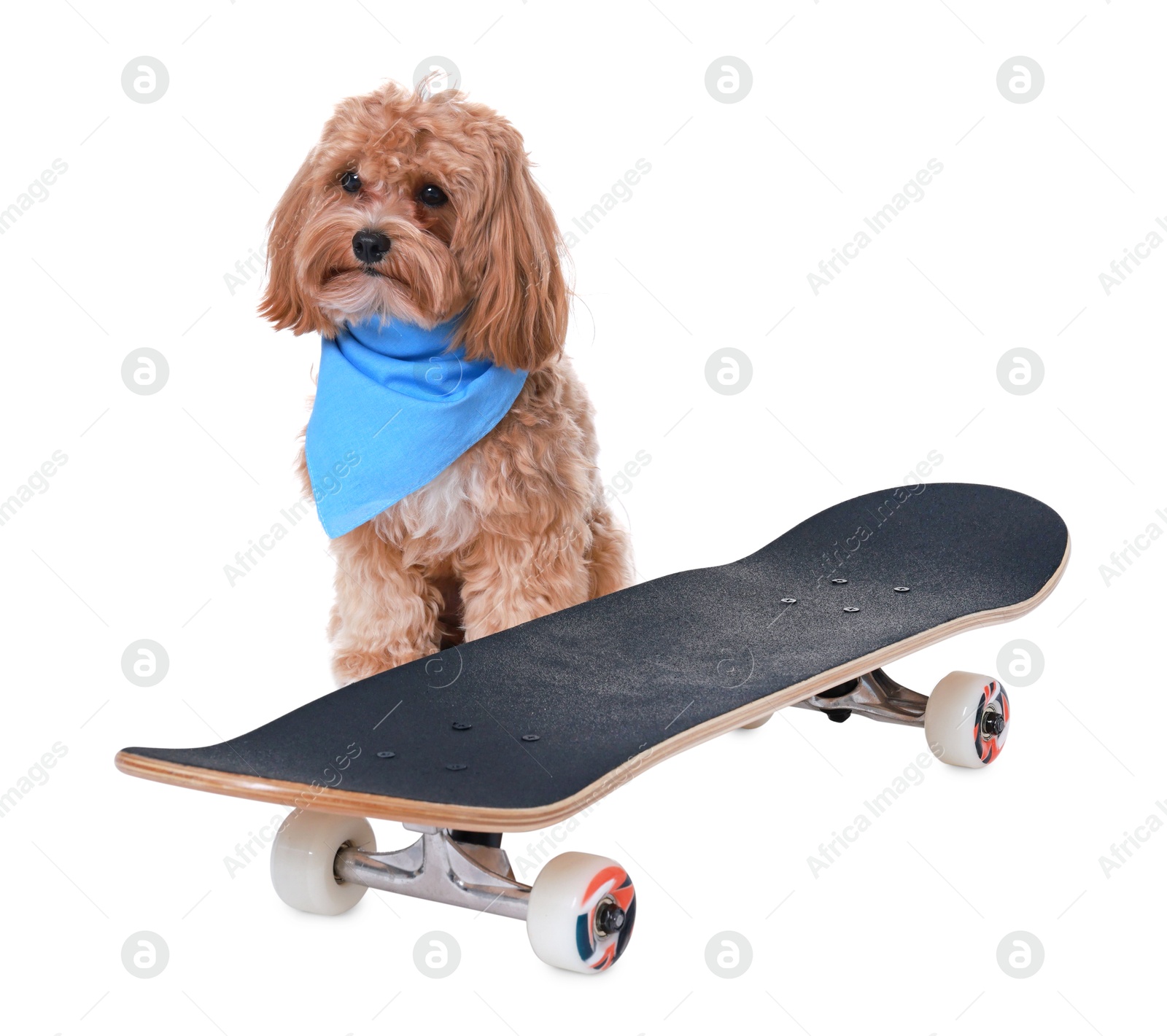 Photo of Cute Maltipoo dog with bandana and skateboard against white background