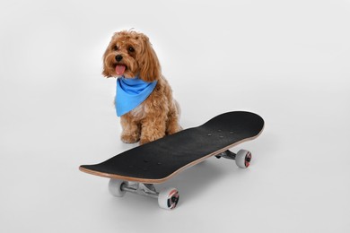 Photo of Cute Maltipoo dog with bandana and skateboard against white background