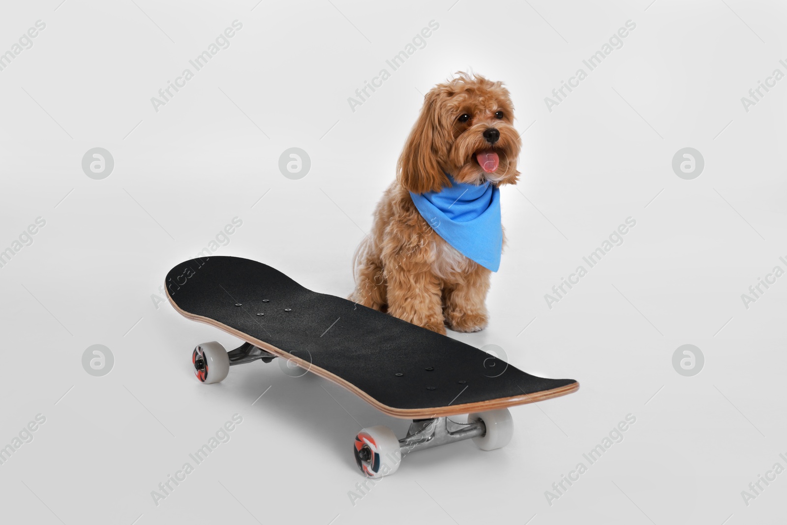 Photo of Cute Maltipoo dog with bandana and skateboard against white background