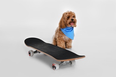 Photo of Cute Maltipoo dog with bandana and skateboard against white background