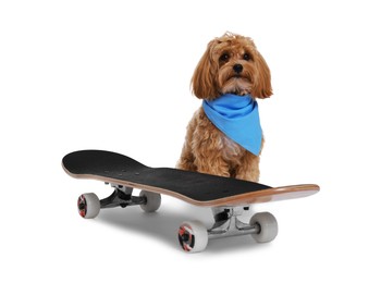 Photo of Cute Maltipoo dog with bandana and skateboard against white background