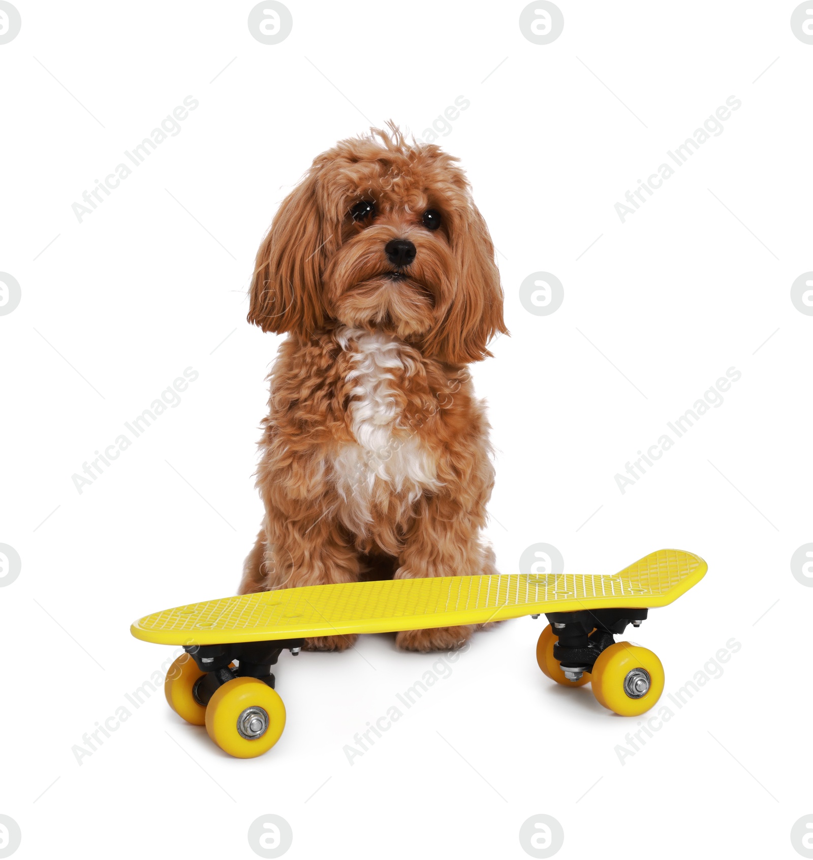 Photo of Cute Maltipoo dog with mini penny board against white background