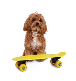 Photo of Cute Maltipoo dog with mini penny board against white background