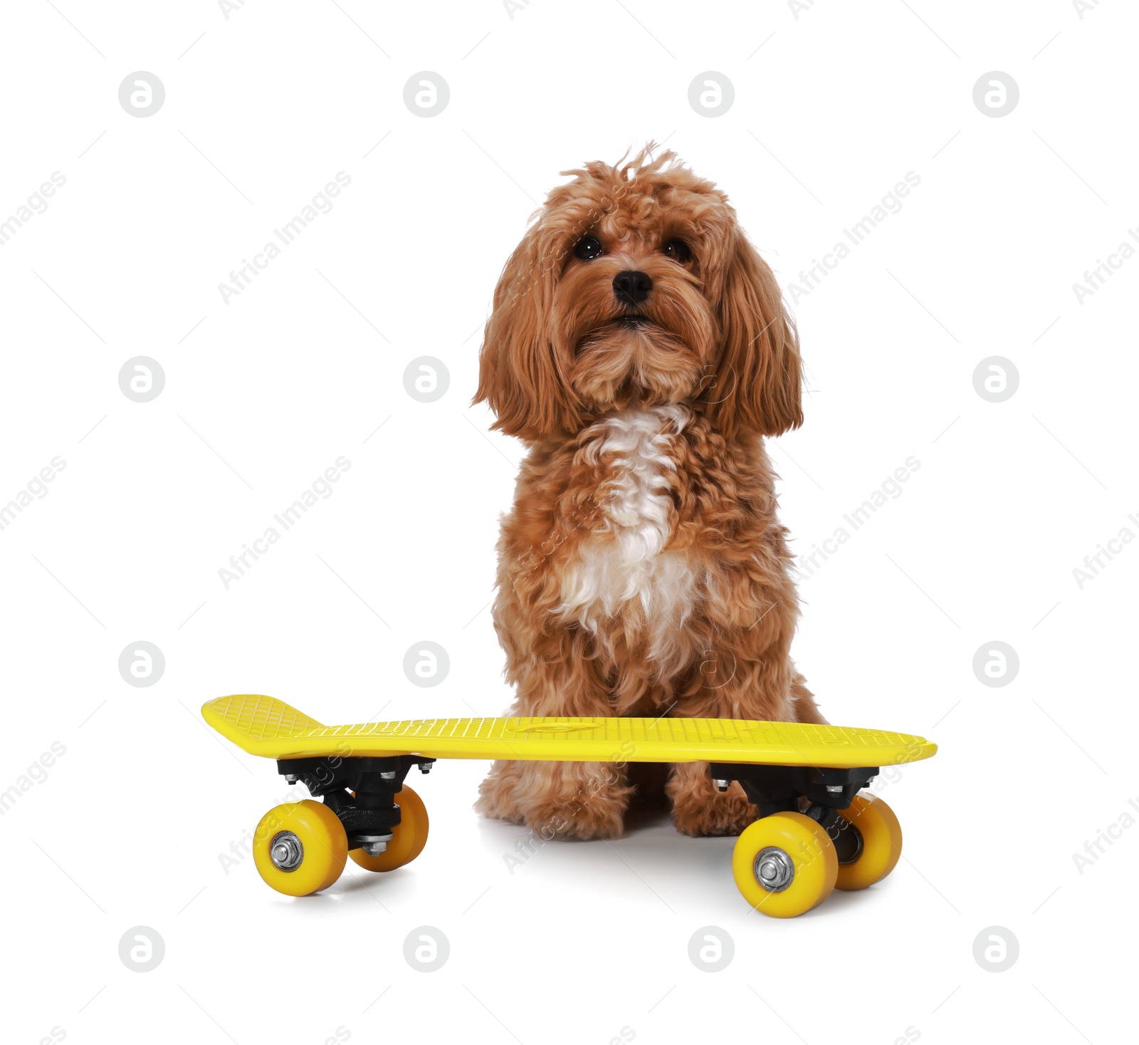 Photo of Cute Maltipoo dog with mini penny board against white background