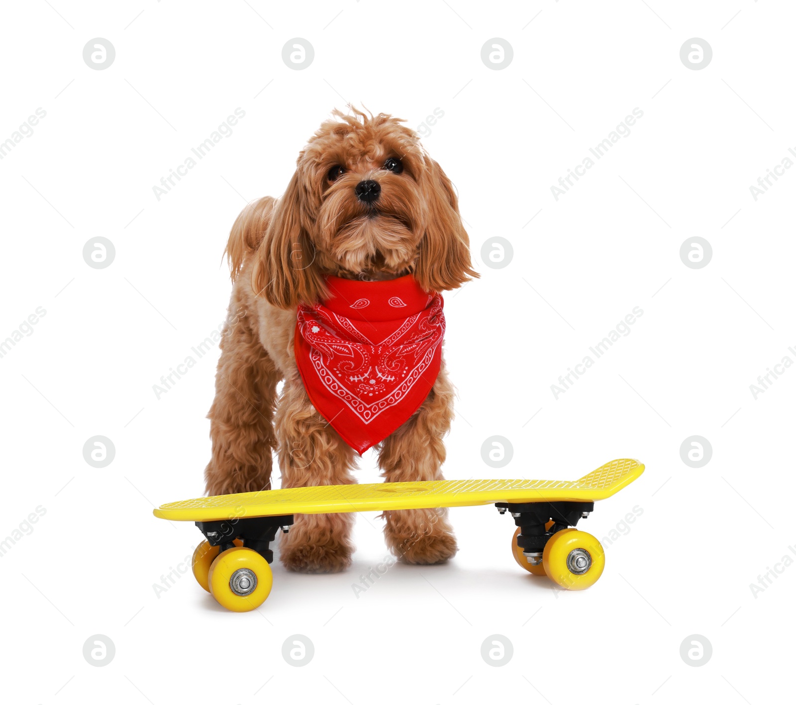 Photo of Cute Maltipoo dog with red bandana and mini penny board against white background