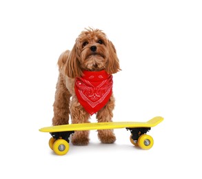 Photo of Cute Maltipoo dog with red bandana and mini penny board against white background