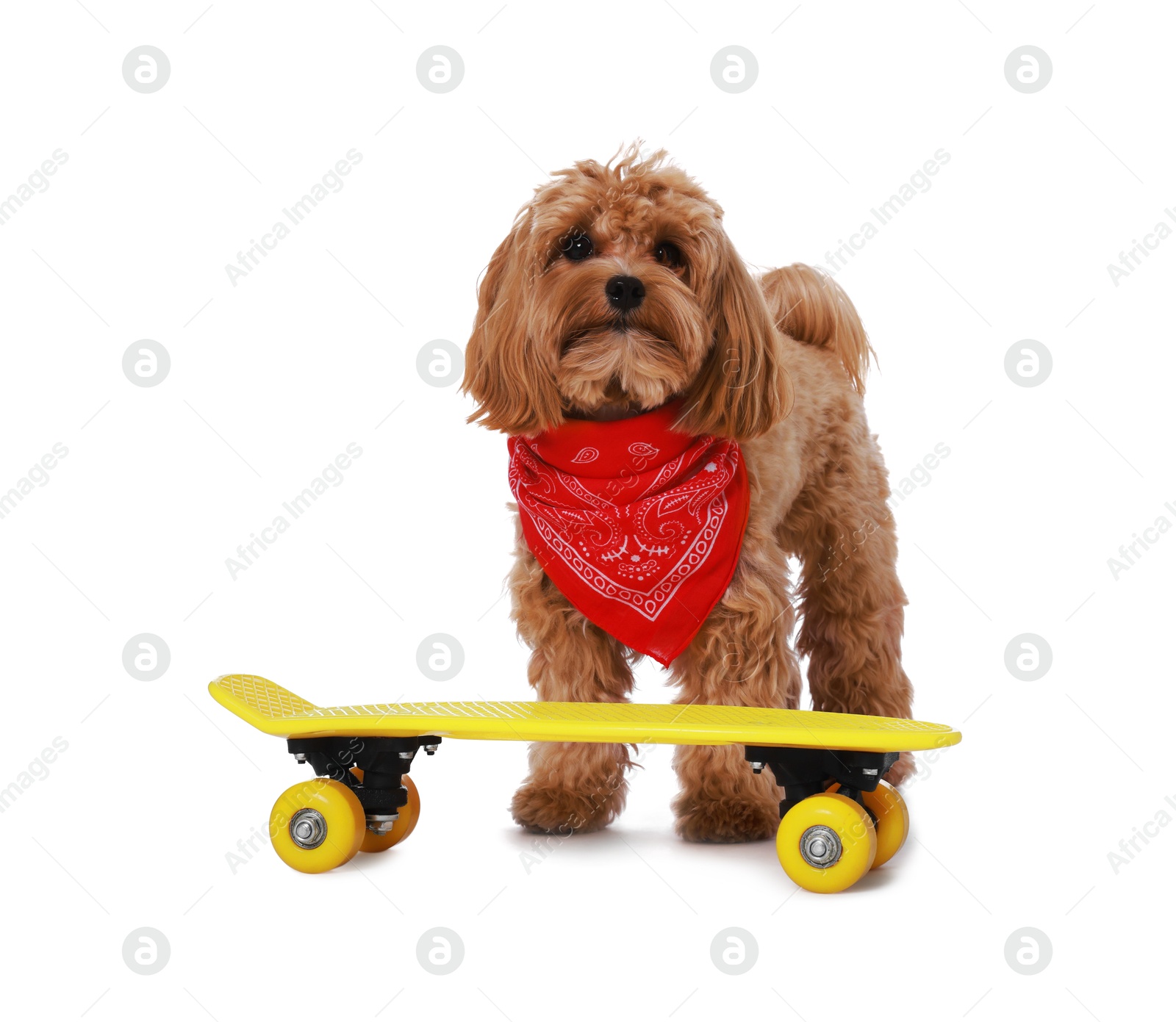 Photo of Cute Maltipoo dog with red bandana and mini penny board against white background