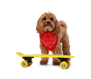 Photo of Cute Maltipoo dog with red bandana and mini penny board against white background