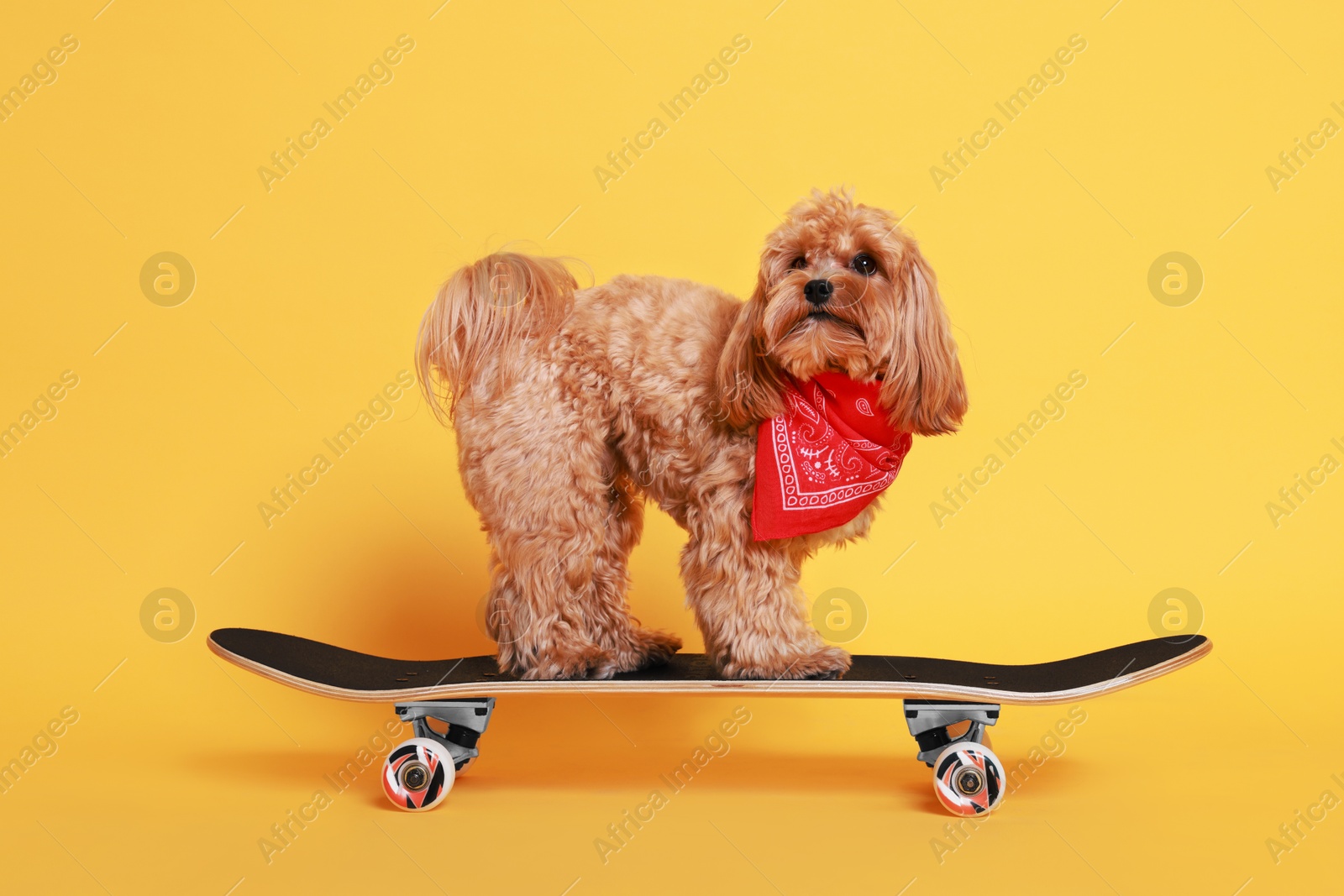 Photo of Cute Maltipoo dog with red bandana on skateboard against orange background