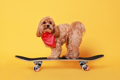 Photo of Cute Maltipoo dog with red bandana on skateboard against orange background