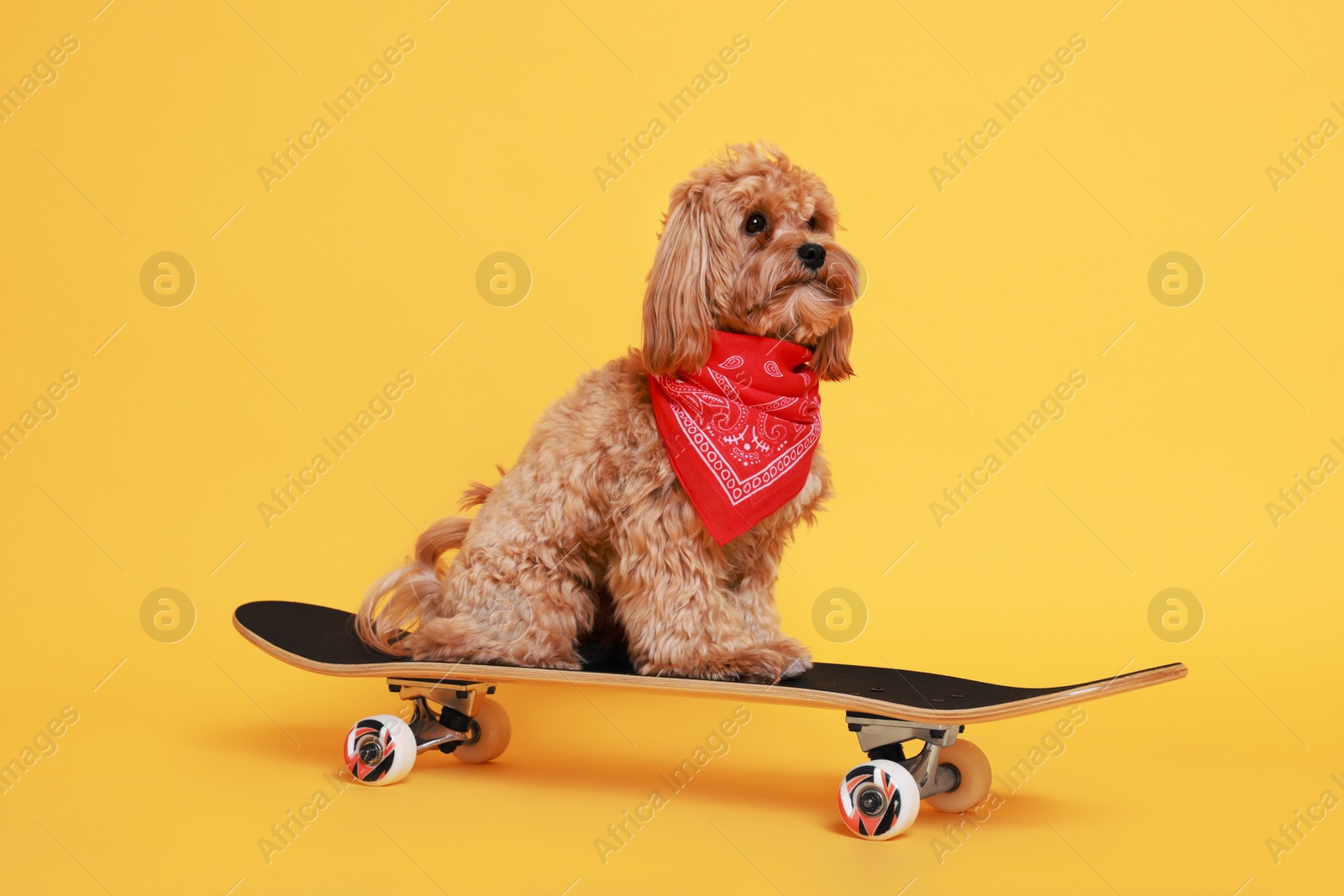 Photo of Cute Maltipoo dog with red bandana on skateboard against orange background