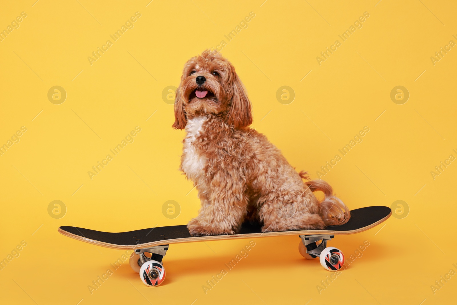 Photo of Cute Maltipoo dog on skateboard against orange background