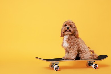 Photo of Cute Maltipoo dog on skateboard against orange background. Space for text