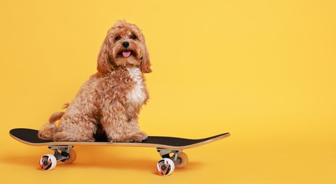 Photo of Cute Maltipoo dog on skateboard against orange background. Space for text