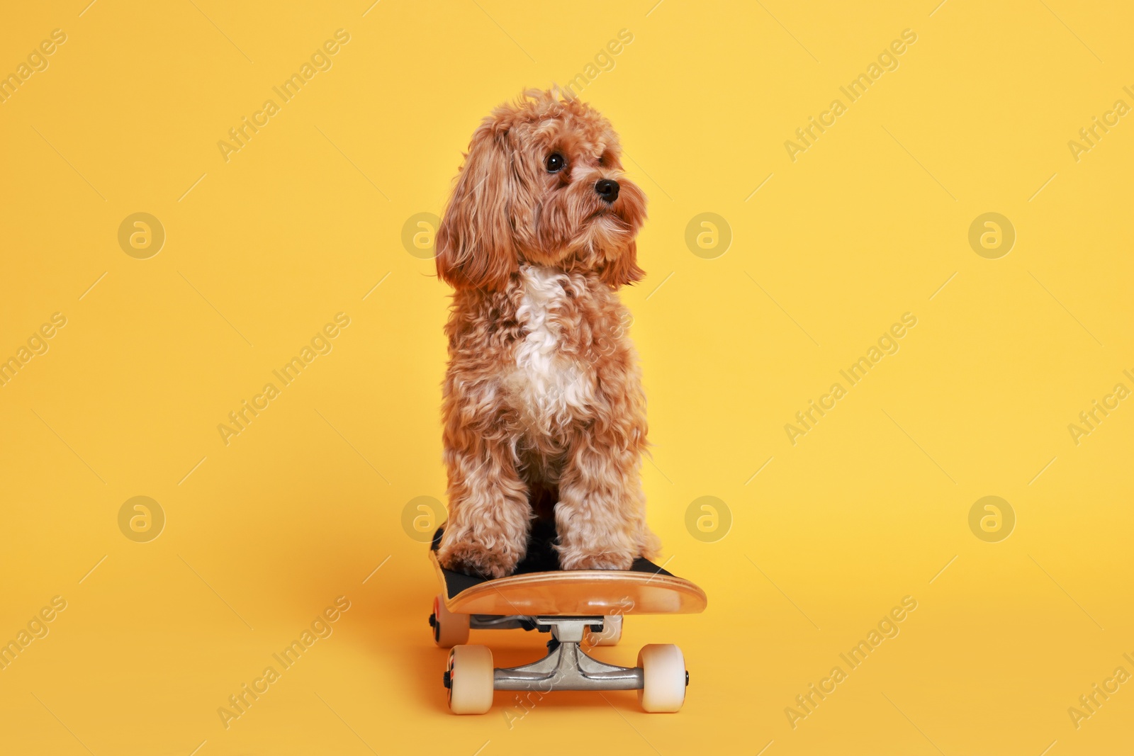 Photo of Cute Maltipoo dog on skateboard against orange background