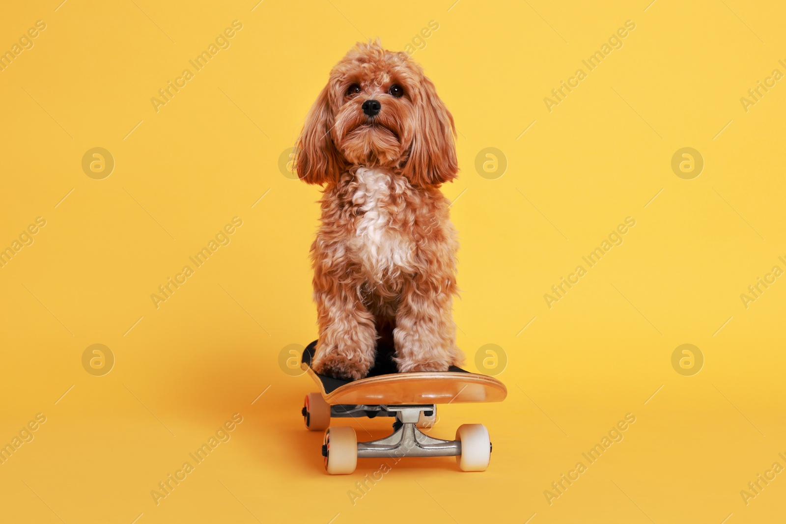 Photo of Cute Maltipoo dog on skateboard against orange background