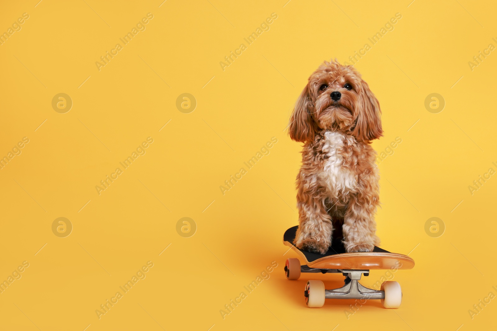 Photo of Cute Maltipoo dog on skateboard against orange background. Space for text